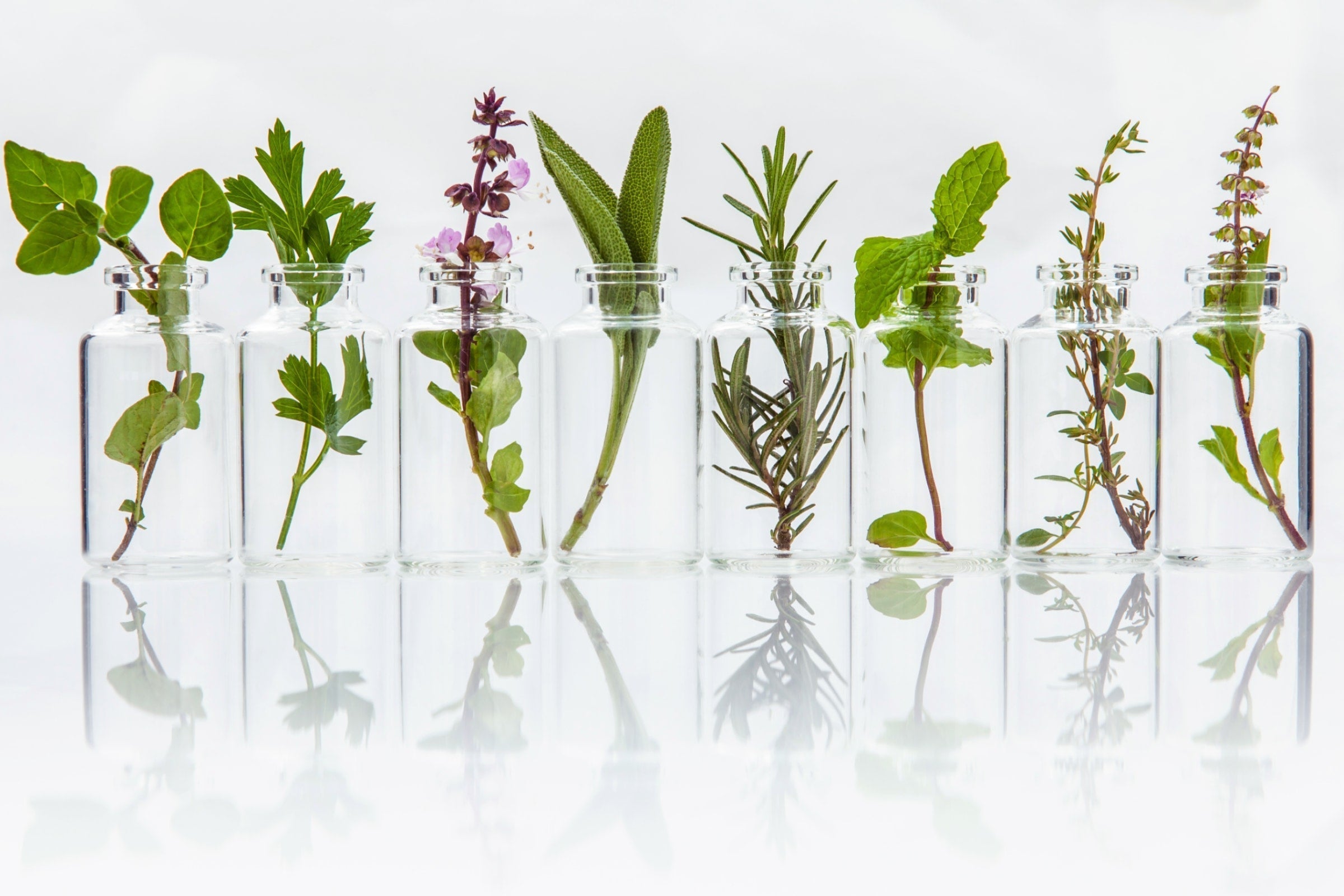 Pflanzen aus denen ätherische Öle gewonnen werden werden stehen in Laborgläsern nebeneinander vor weissem Hintergrund