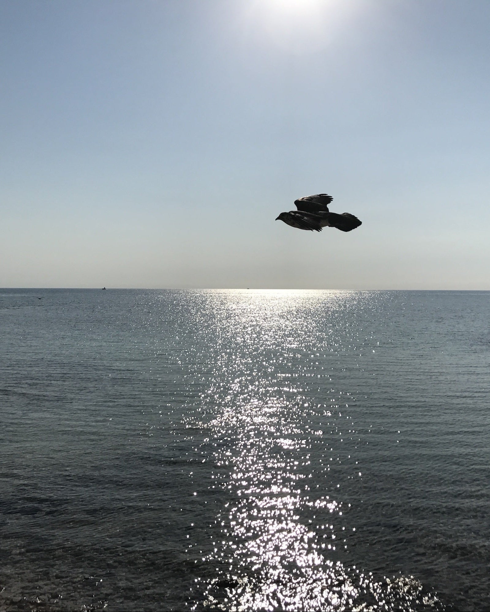 Ein Seevogel im Gleitflug über der offenen See