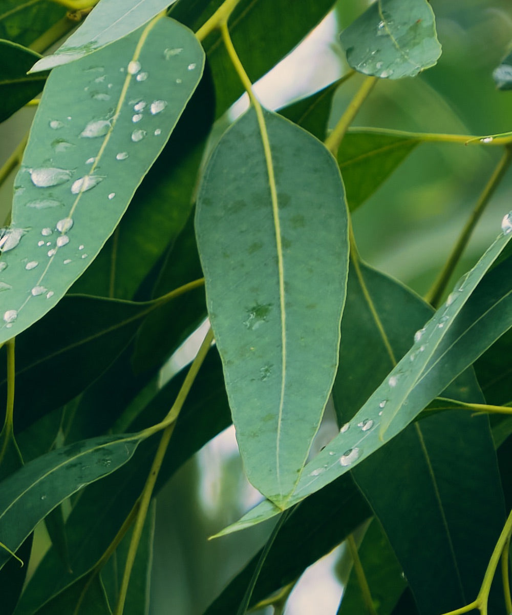 Frische Eukalyptusblätter mit Wassertropfen darauf