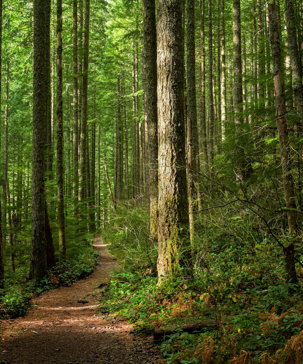 Ein schmaler Trampelpfad durch einen grünen Wald mit Laubbümen und Nadelhölzern