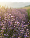 Blühende Lavendelsträucher in sonniger Hügellandschaft