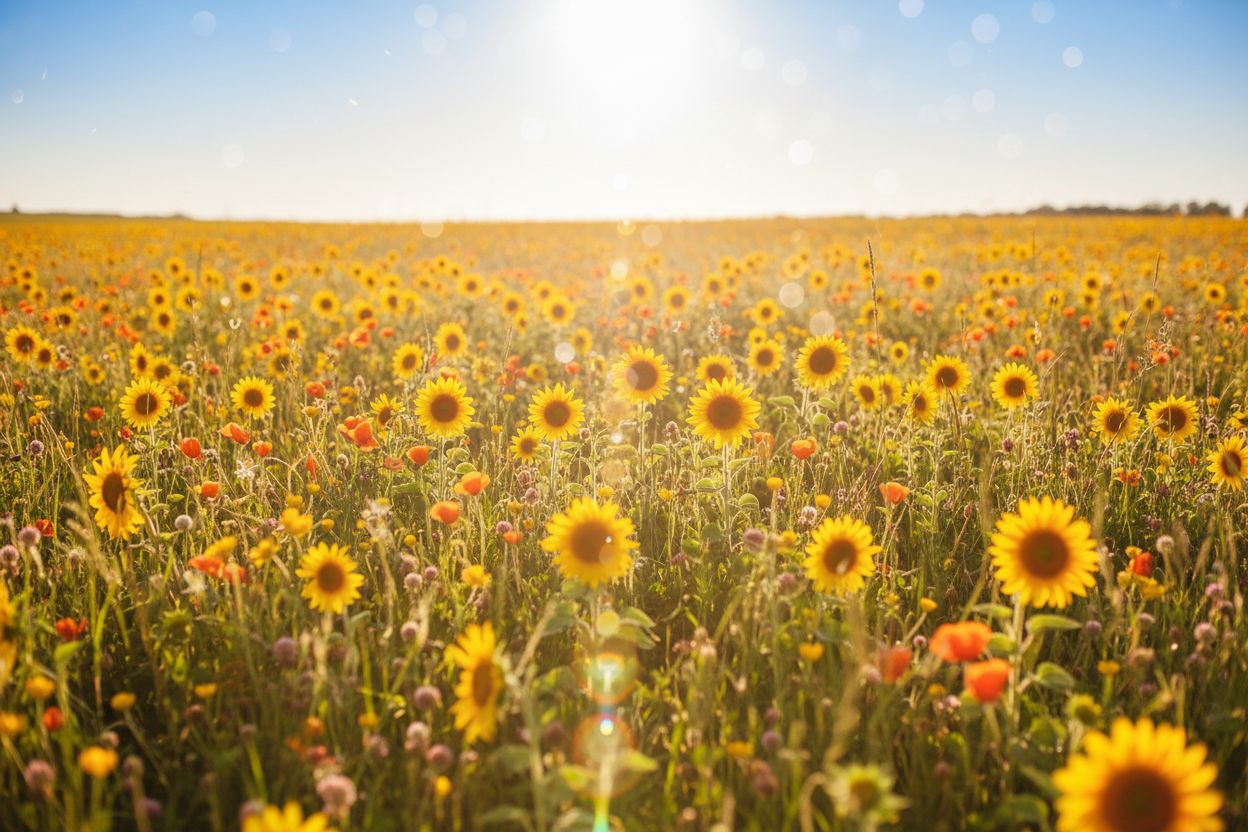 Der Duft Sunshine in a Bottle als emotionals Foto eines riesigen Sonnenblumenfeldes in gleißendem Sonnenlicht mit sommerlichem Himmel
